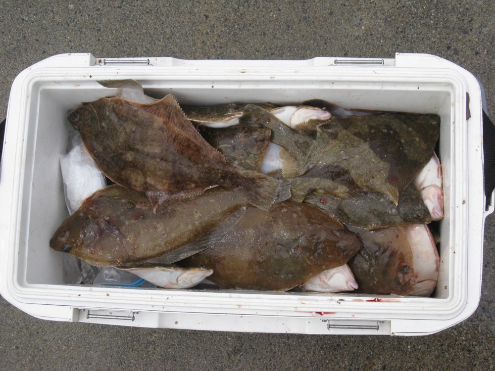 クーラーボックスに入ったカレイ類の釣果