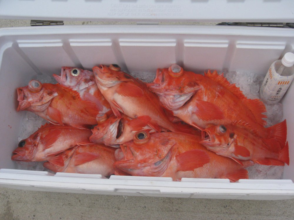 メヌケ類の釣果
