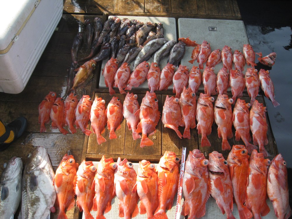 メヌケ類や沖メバルなどの釣果