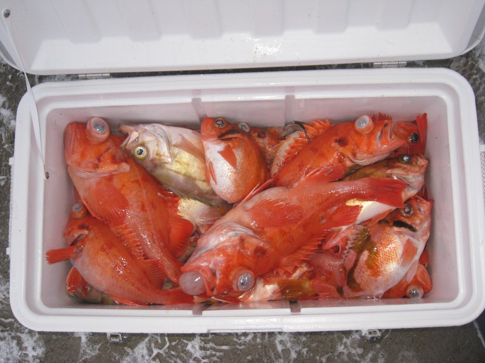 メヌケ類と沖メバルの釣果